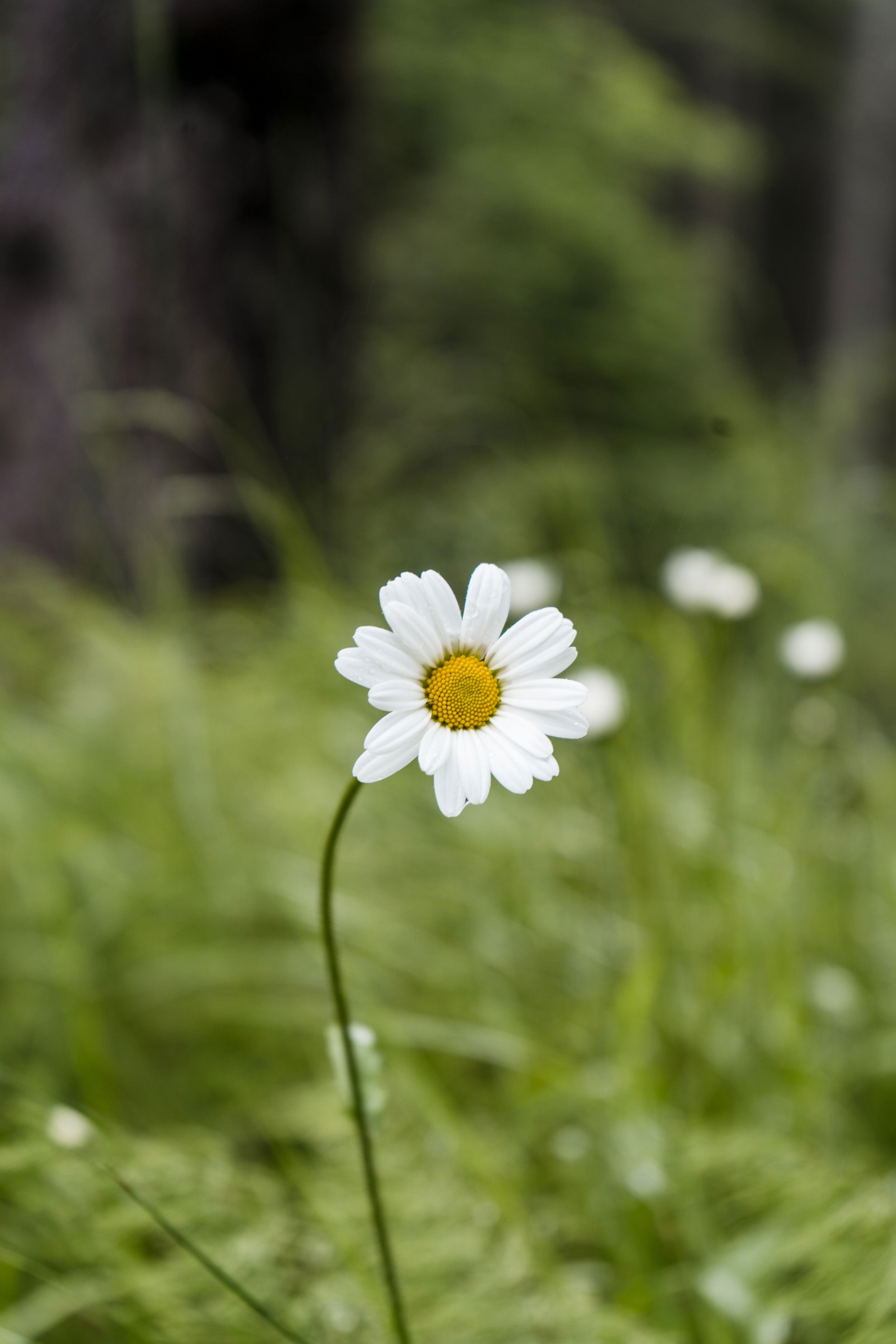 Die Margerite, unsere zauberhafte Heilpflanze